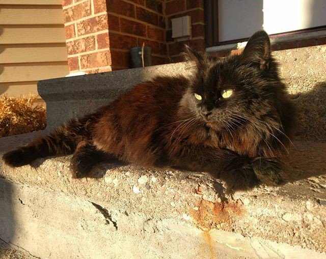 SiouxlandPets's tweet photo. Reposting @sunshine_lemons:
Fall Kitty basking in the Sunlight ๐ป #lazydays
#fallcats #Ottawa #Canada #Ontario #mammal #cat #ilovemycat https://t.co/ma21z9CDQ6