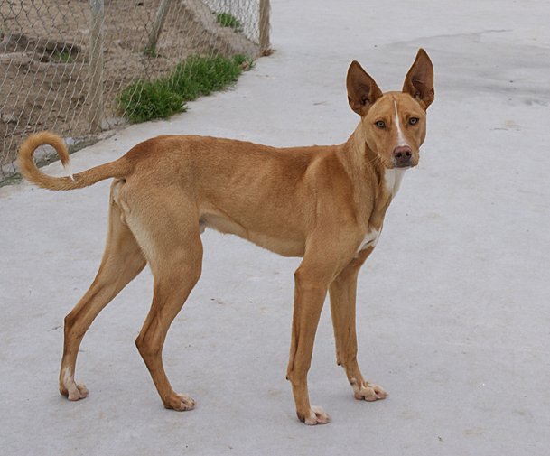 spanishstray's tweet photo. URGENT #FocusOnFoster Darilo is handsome, sociable, well balanced and a Podenco, what more could you ask for!! He is currently in UK Foster https://t.co/2ijladhhEv