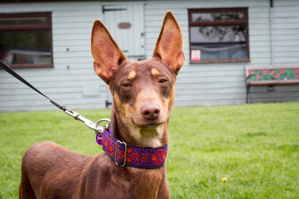 spanishstray's tweet photo. URGENT #FocusOnFoster Chile was skin and bones and had been beaten, now in UK Foster while he awaits his forever home without other dogs https://t.co/BhEruGizNL