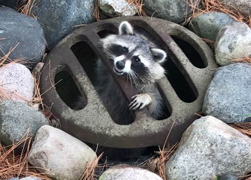EdenPrairiePD's tweet image. Hang in there! This AM, our Animal Control Officer &amp;amp; the EP Water Dept, rescued this raccoon from a storm sewer grate. He was not injured.