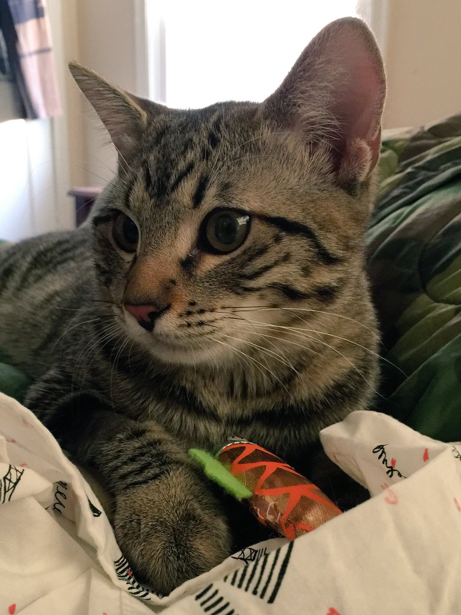 GeneralCattis's tweet image. I love my new fishie
It's the best fishie yet,
But I haven't forgotten
What they took at the vet.
#NationalPoetryDay
#IStillNeedALawyer