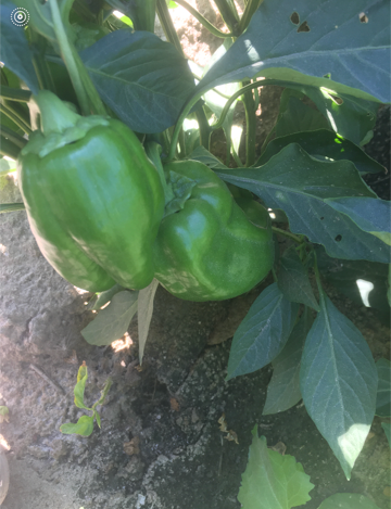 JJRanchProduce's tweet photo. Coachella Valley Veg is right around the corner! The Eggplants and Bells are coming along nicely! Looking forward to a great fall season! https://t.co/OLhXTpqZ4n