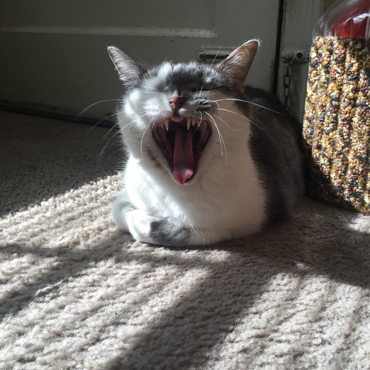 GeneralCattis's tweet image. The Song of Samantha:

I think that I will never see
A poem as lovely as a nap.
(Now go away so I can take one.)

#NationalPoetryDay