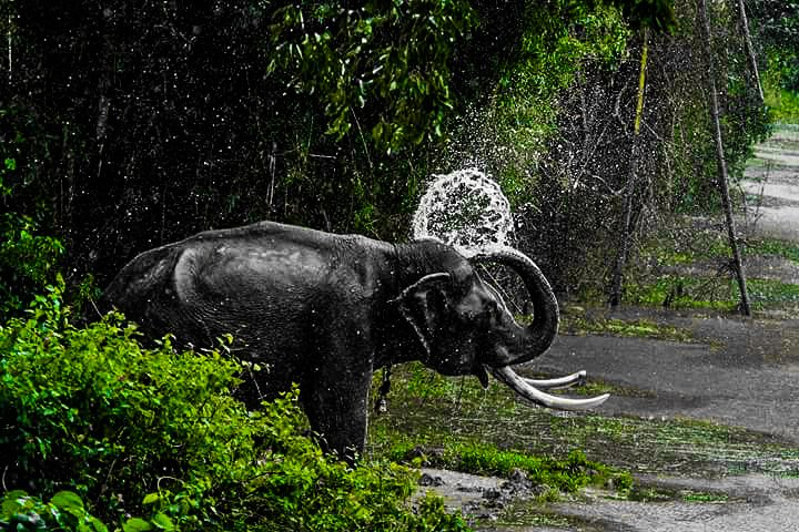 Podhigai_Nature's tweet photo. #Elephant taking bath

#nature #WesternGhatIndia https://t.co/BTh5TPEPno