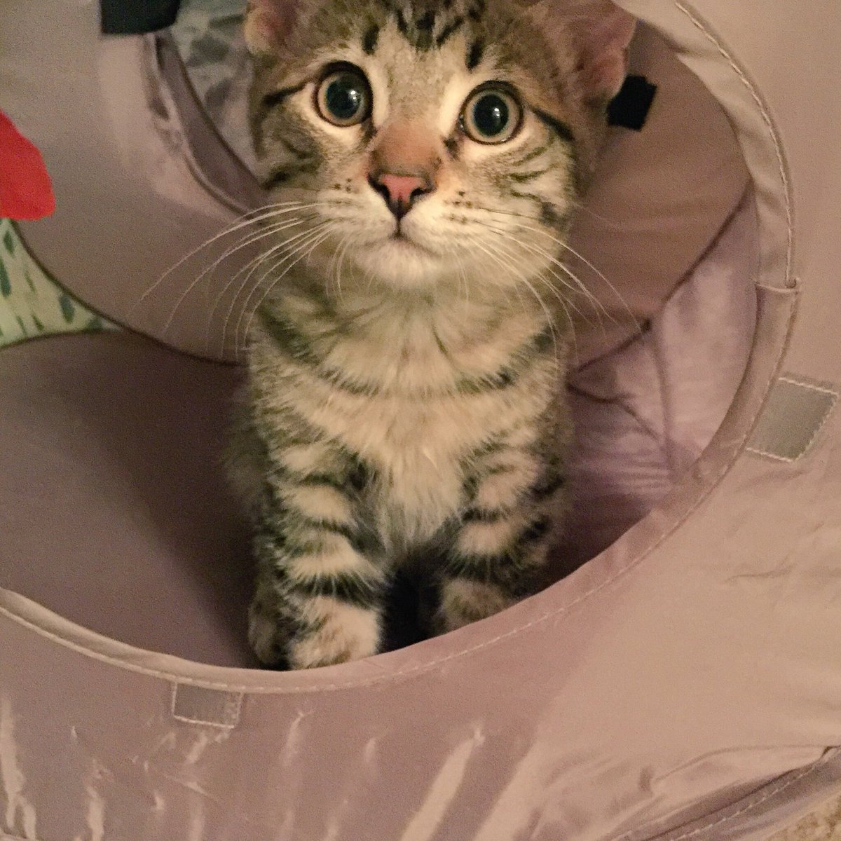 GeneralCattis's tweet image. Rescue Haiku:

We are all rescues.
Love like ours cannot be bought,
Only adopted. 

@MorrisAnimal 

#RememberTheRescue #NationalPoetryDay