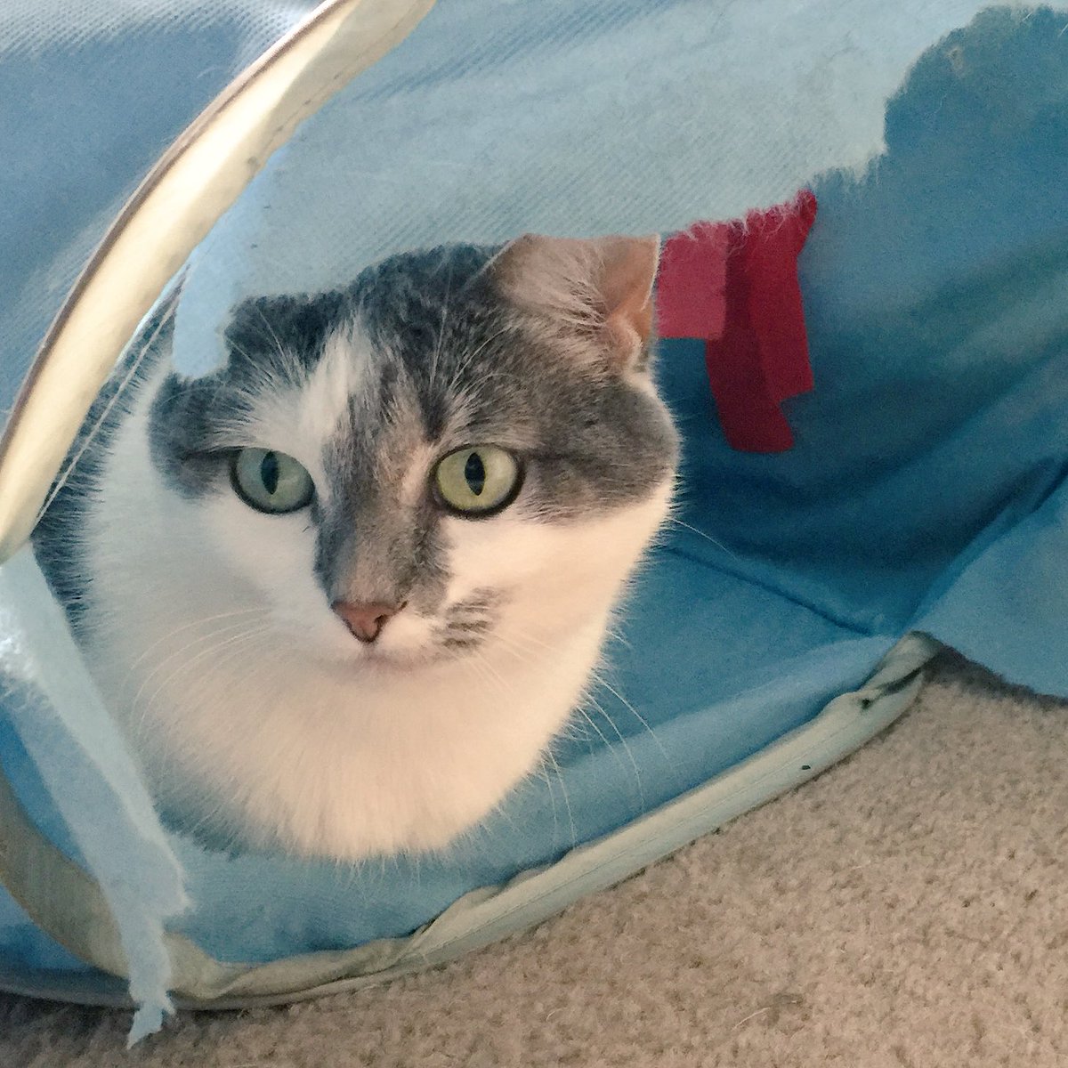 GeneralCattis's tweet image. Rescue Haiku:

We are all rescues.
Love like ours cannot be bought,
Only adopted. 

@MorrisAnimal 

#RememberTheRescue #NationalPoetryDay