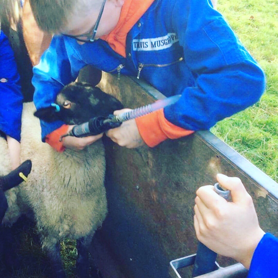 BrymoreFarm's tweet photo. Worming &amp; weighing lambs with yr9s this morning #outdoorlearning #schoolfarm #sheep #sheep365 #shearwelldata https://t.co/FFXG5EWMXC