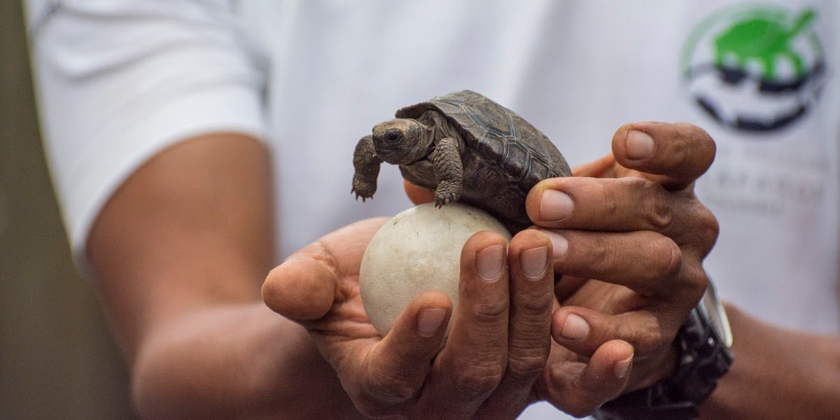 UnboundAdv's tweet image. 10 reasons why a #Galapagos Christmas vacation should be at the top of your holiday travel list: ow.ly/HTc130fv48M