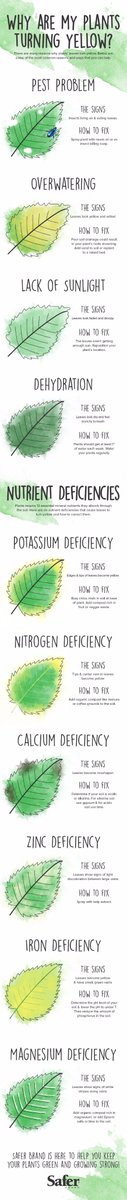SouthrnScapes's tweet photo. Do you have any existing plants yellowing in your landscaping? Check out this helpful graphic for information! #GardenCenter #ShopLocal https://t.co/toSPKwPEC6