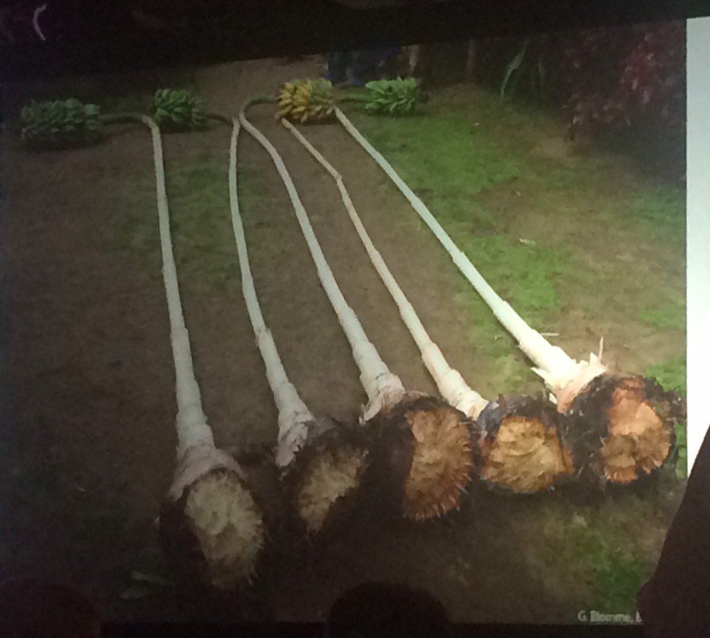 Sarah Maria Schmidt on X: Have you ever seen naked banana plants? These  banana were stripped off their leaves? By @DitaMiguel  t.coY3eZuouGpi  X