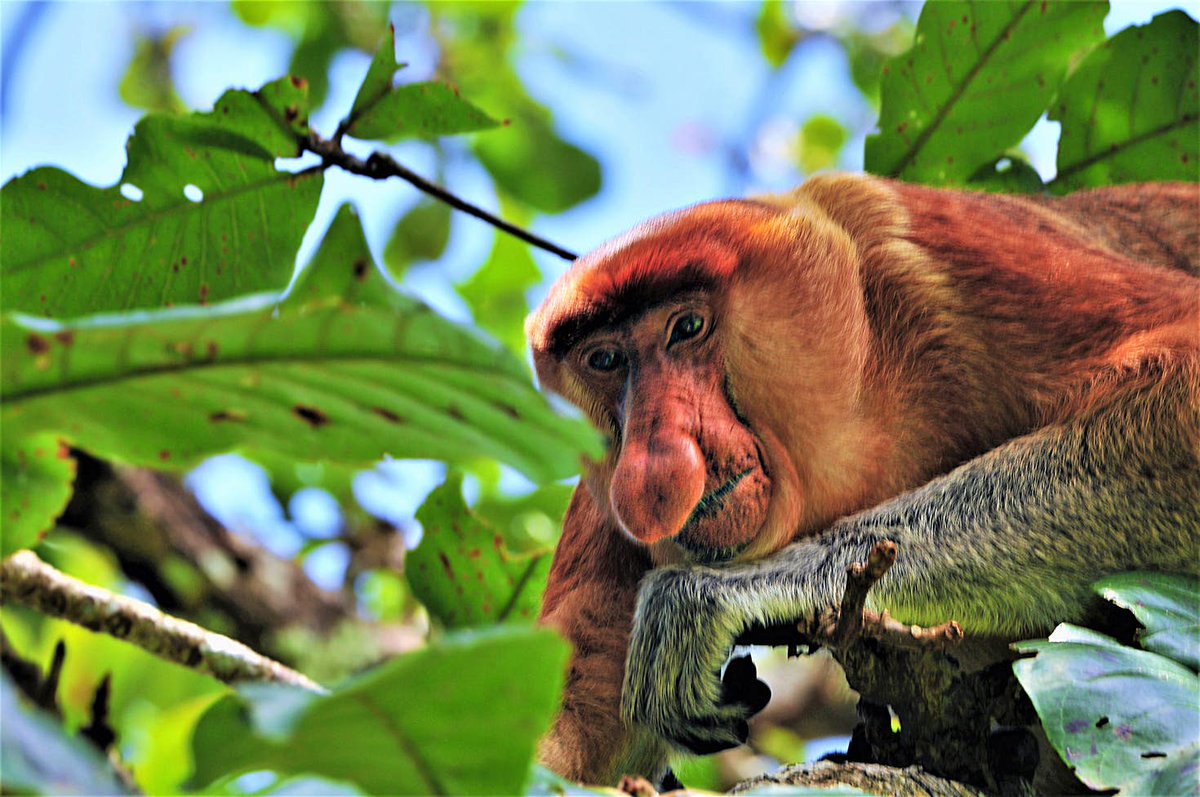 free un compañero neotropical