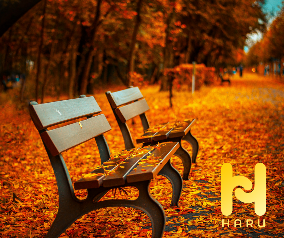 _HaruApp's tweet photo. Do you love sightseeing &amp; checking out the #FallFoliage? #HaruApp #HaruFall #Autumn https://t.co/sCkAFdYE1n