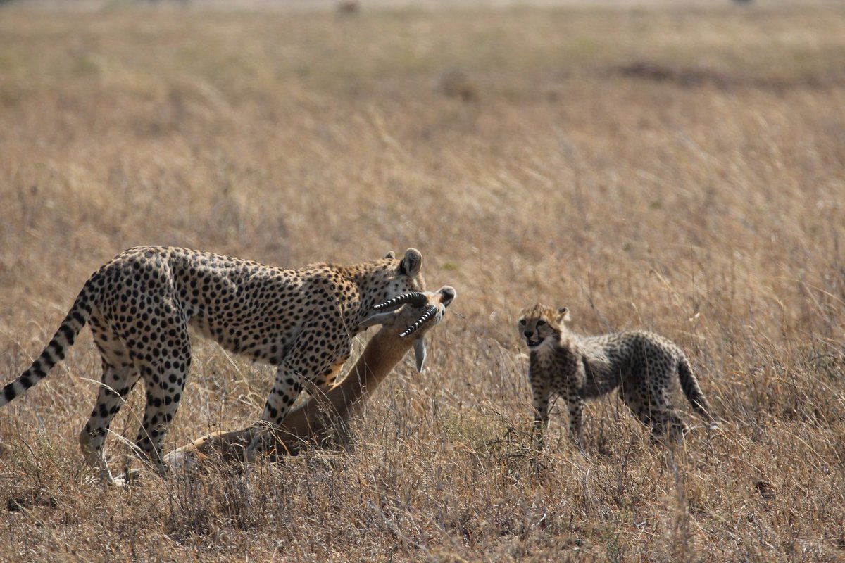 Mother cheetah strangles gazelle, half sized cub stands and looks on.
