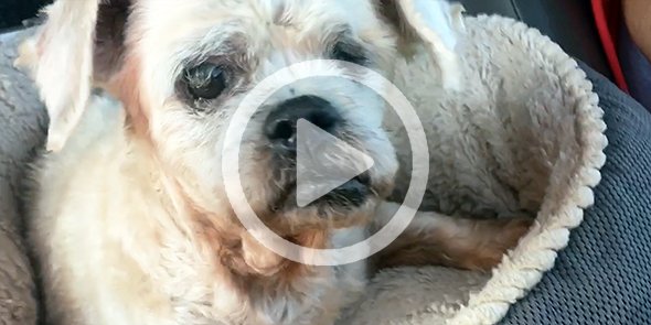 MayorsAlliance's tweet photo. 13yo Teddy was 1 of 47 #IrmaPets we brought to NYC 9/24. Meet this sweet senior girl thru @ShelterHampton. VIDEO: https://t.co/r8vXmm2T0H https://t.co/w4SzlHsrtN