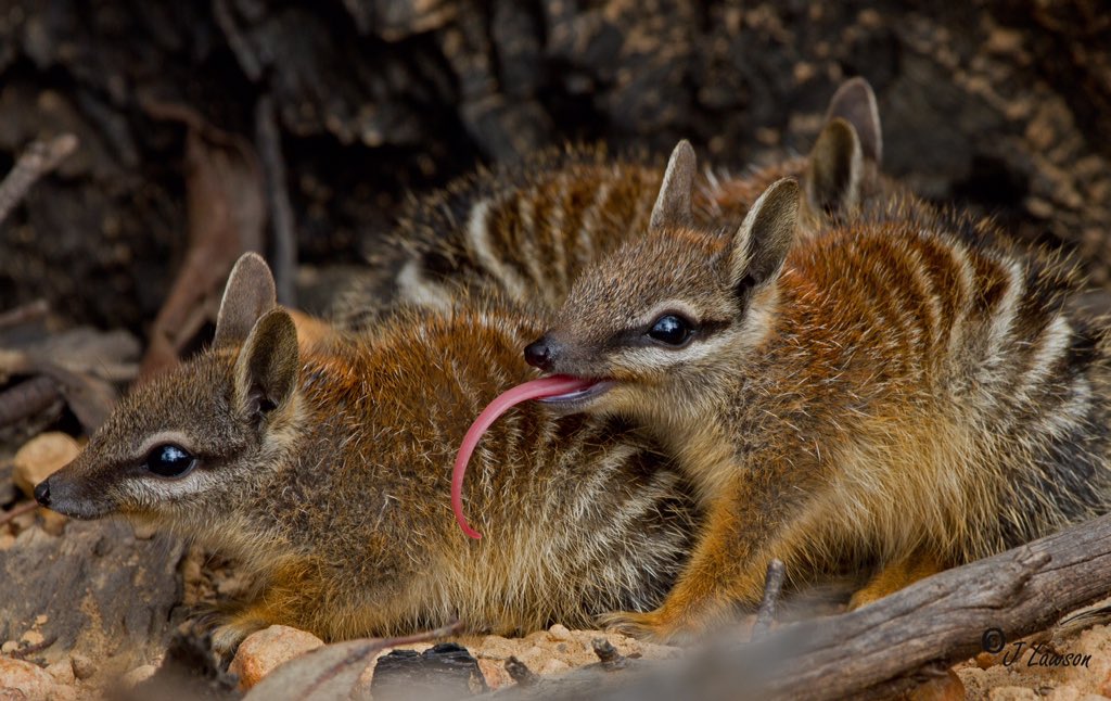Млекопитающее эндемик. Сумчатый муравей намбад. Сумчатый муравьед австралии. Млекопитающее эндемик. Сумчатые кенгуру в австралии.