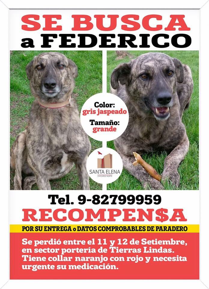 Vecinos atentos! Desaparecio de zona #santaelena @colina_on_line <a href="/TodoChicureo/">TodoChicureo</a> <a href="/chicureohoy/">Chicureo Hoy</a> <a href="/Chamisero_/">Chamisero_</a> <a href="/ColinasinTacos/">Colina sin Tacos</a> <a href="/Animalperdidocl/">Mascotas Perdidas</a> RT