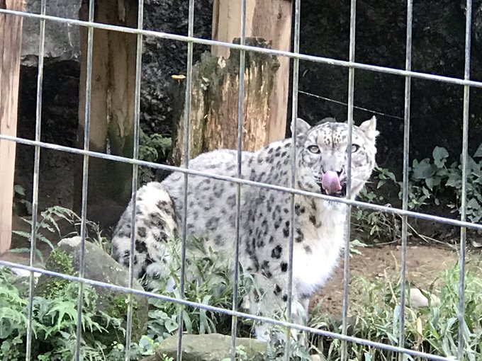 ユキヒョウ可愛い 