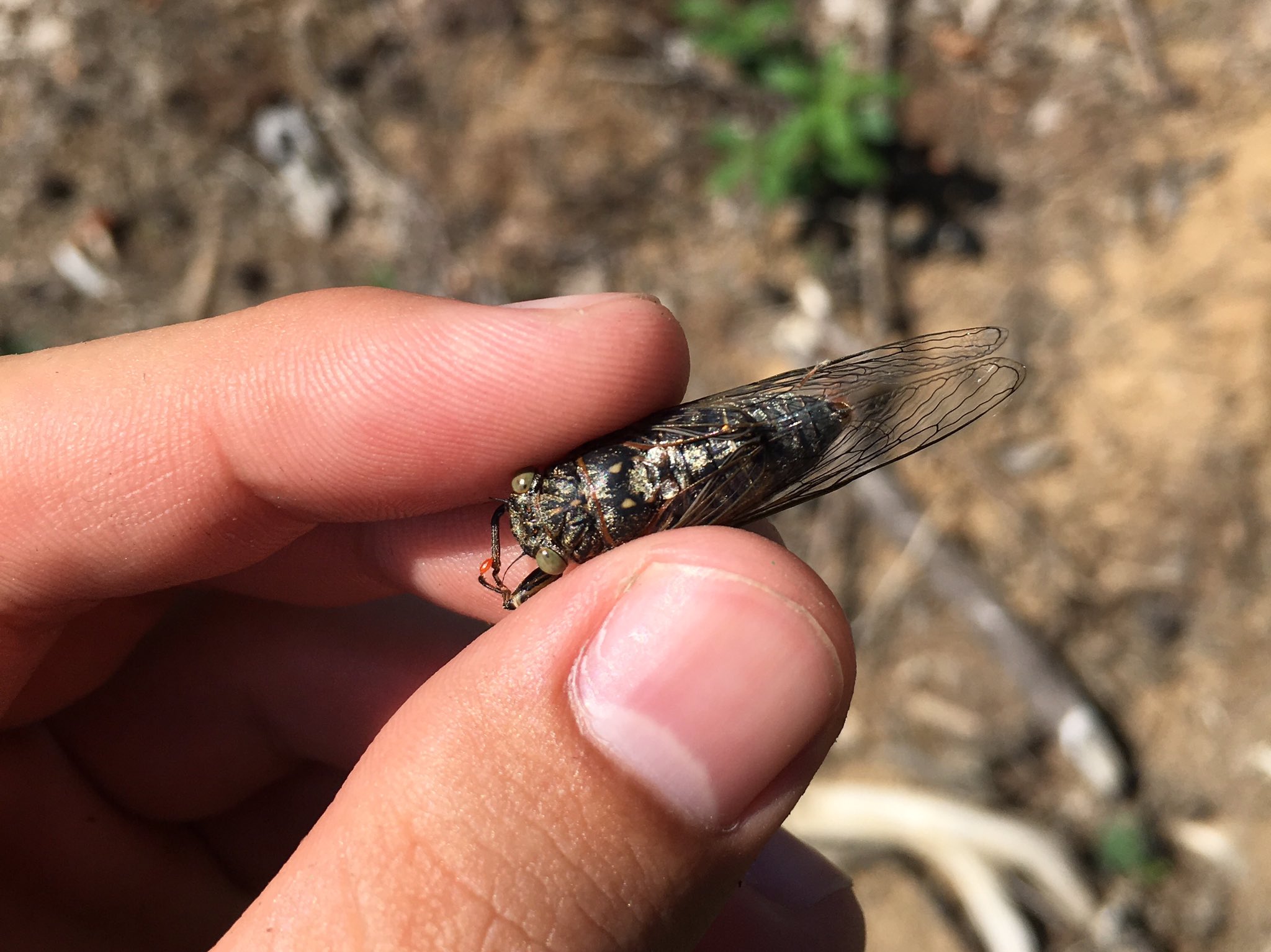 執虫 31 チッチゼミ 憧れの虫の一つだったセミ 長野で最後まで鳴き続けるセミはチッチゼミ のようで 今の時期に山の近くまで行くと複数頭の鳴き声が聞こえて来る これがこの地の秋なんだなと感じた T Co O67xb2ouqp Twitter