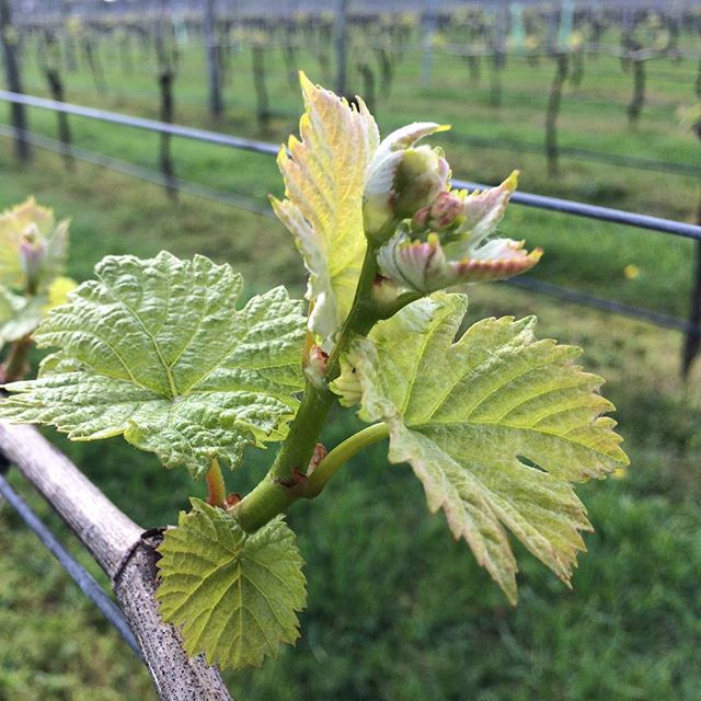 More spring growth, with inflorescences beginning to appear in our pinot noir block #nzwine #pinotnoir #springgrowth #wovenstone