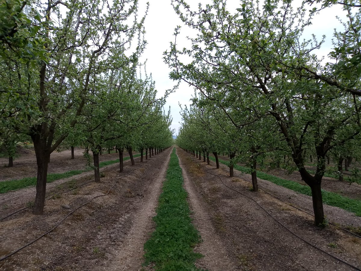Danilomunoze's tweet photo. Que cosa mas bella #floracion #cuaja #ciruelos #abejas #colchagua #feliz https://t.co/34qPOs5vP2