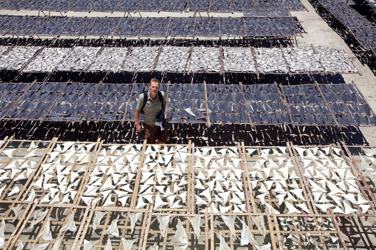 RacingXtinction's tweet photo. "I think it’s about time that sharks are left alone to do what they do, which is regulate the ecosystem." - @pauljhilton #racingextinction https://t.co/1pT8nSa1aK