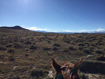 KeithSpurgin's tweet photo. Back in the saddle!
#CWAM #BigSkyCountry #HomeTomorrow https://t.co/f9PJVRHPsk
