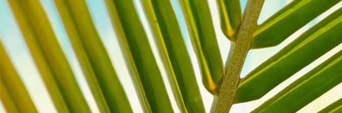 PepVilleneuve's tweet photo. Le temps frais devrait être de retour! Pensez à entrer vos plantes tropicales. https://t.co/0gwXYIqgzF https://t.co/hVgx0VvJv8