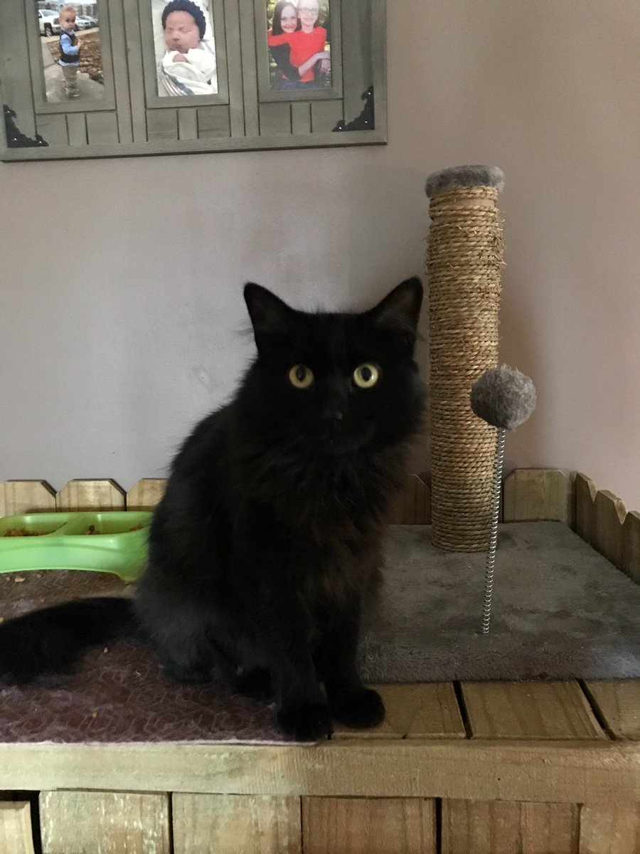 Denise0061's tweet photo. They have made our home complete❤️ #RememberMeThursday #RememberTheRescue #AdoptDontShop https://t.co/2t9FqRAT3i