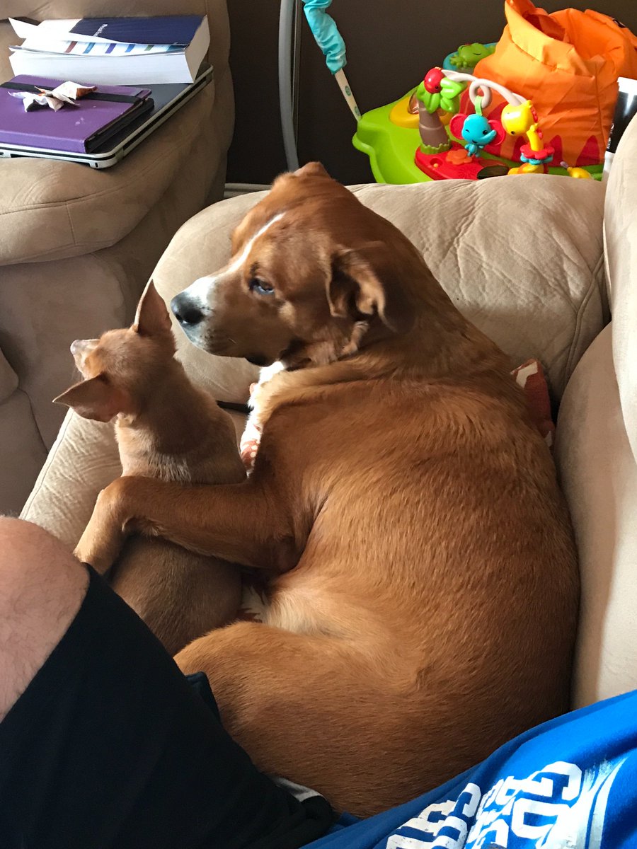 Denise0061's tweet photo. They have made our home complete❤️ #RememberMeThursday #RememberTheRescue #AdoptDontShop https://t.co/2t9FqRAT3i