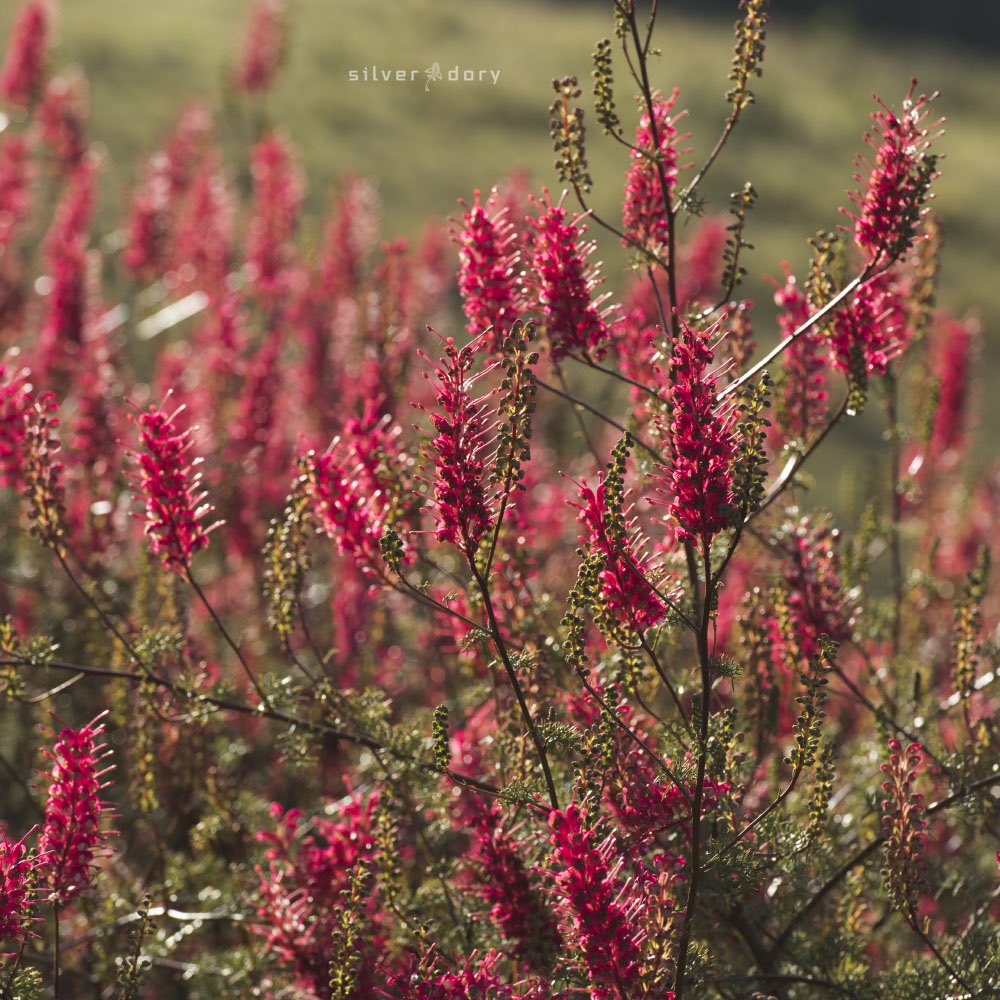 thesilverdory's tweet photo. Rare/vulnerable WA Grevillea georgeana putting on a gr8 spring show in the garden - grafted plants, southcoast NSW #conservation #ozplants https://t.co/GYJp4hk9lo