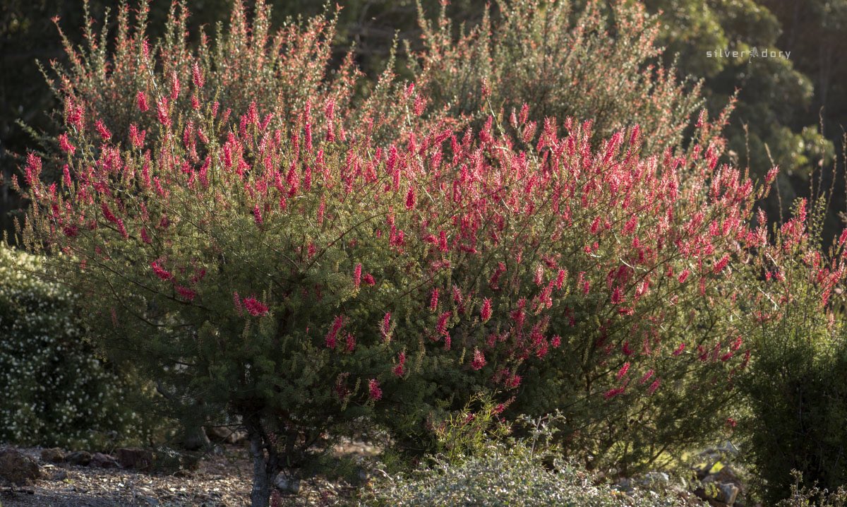 thesilverdory's tweet photo. Rare/vulnerable WA Grevillea georgeana putting on a gr8 spring show in the garden - grafted plants, southcoast NSW #conservation #ozplants https://t.co/GYJp4hk9lo