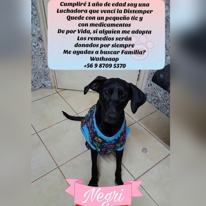 #Negrita
Si alguien la Adopta, le daremos los medicamentos de por vida 💕