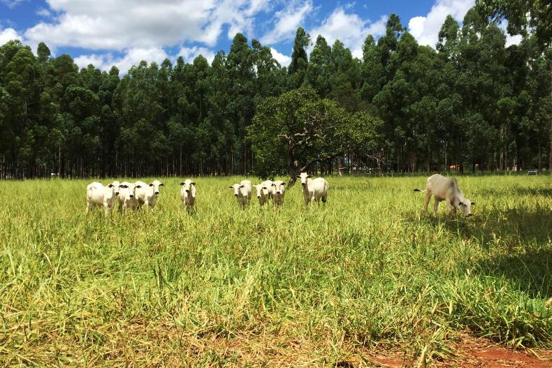FJ_World_'s tweet photo. Brazilian beef could be back in the US in October https://t.co/ReVr0Cni58 https://t.co/Bp7JHbJPTG