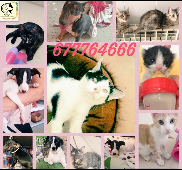 #Adopta
#SalvaUnaVida
Haz feliz a un animal! Ponte en contacto 677764666
