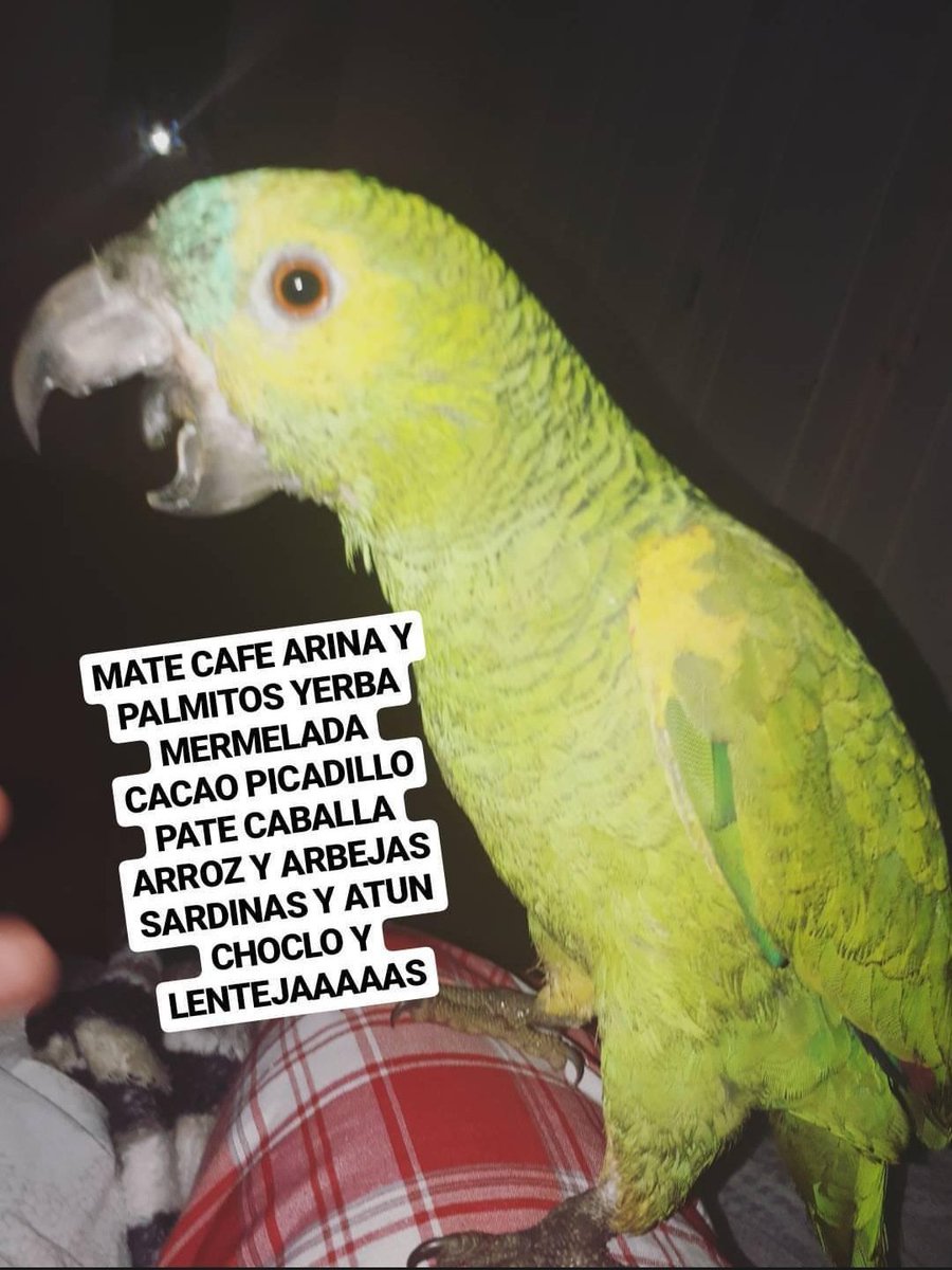 DaiGonzalez97's tweet photo. lo tenía que hacer con mi loro https://t.co/ThtS0VYqE0