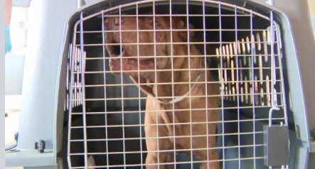 Dogs rescued in Miami-Dade County after Hurricane Irma sent to Canada bit.ly/2ybOaMN?utm_me… https://t.co/n4ewkLt60K