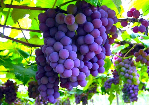 WilliamVinos's tweet photo. Recuerden que el consumo moderado de Vino tiene un doble efecto protector en las enfermedades cardiovasculares...salud https://t.co/q7zuOS1Hpc