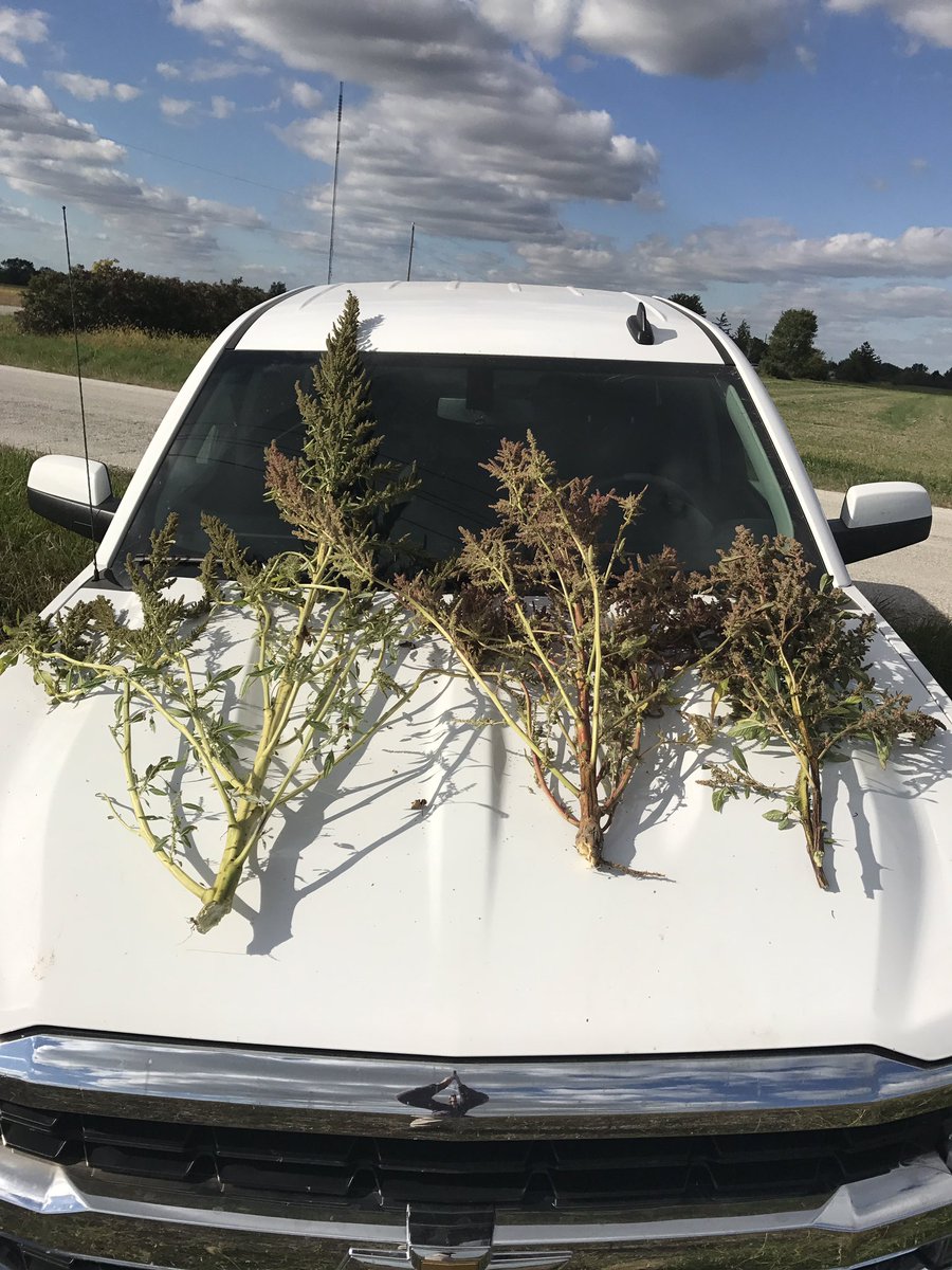 Waterhemp in a soybean field ready for harvest. The one on the left over 6ft tall #waterhemp
