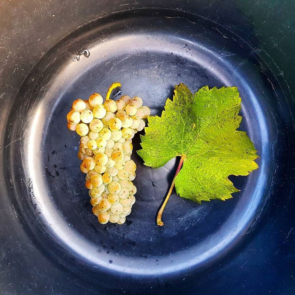 standreawine's tweet photo. Olaszrizling harvest: DONE😊🍇 #egerharvest #olaszrizling #egerszolat #boldogsagosvineyard #egricsillag #grandsuperior #standreawinery #vinta… https://t.co/VkAPRKbEsV