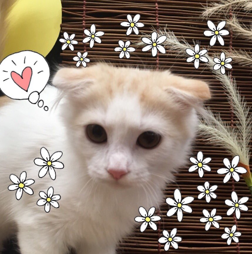 ペットショップ ディスワン若葉台店 Wan Wakabadai Twitter