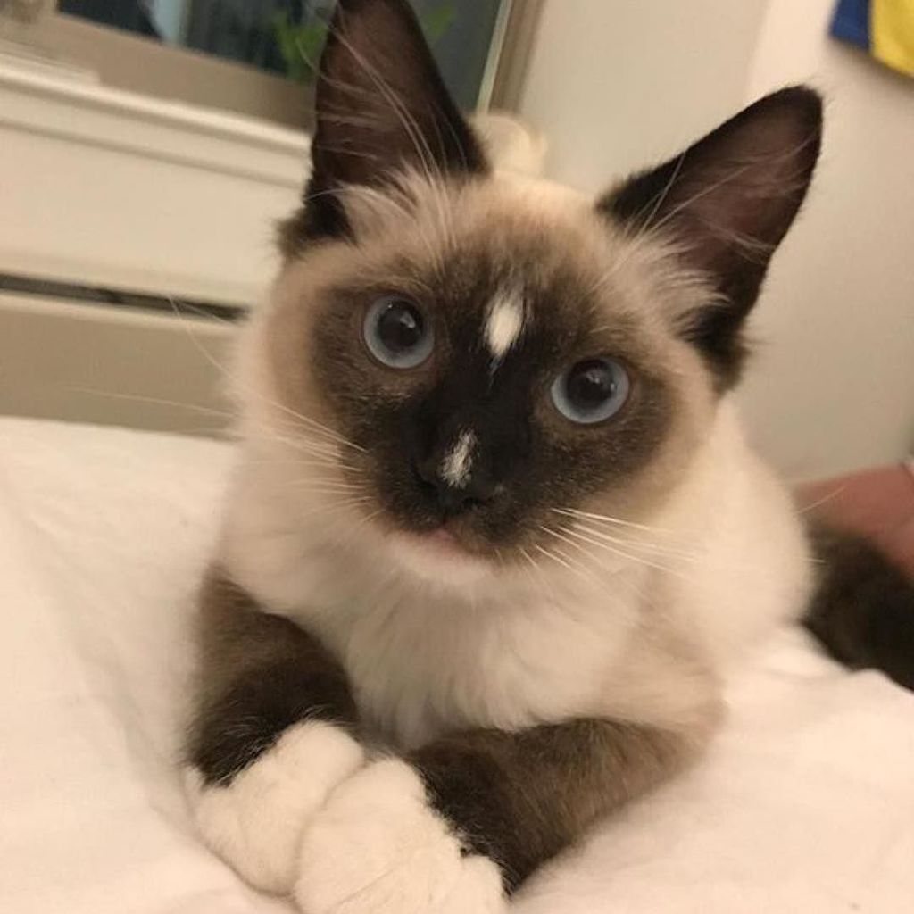 CatFlair's tweet photo. Repost @kinglouieiv_thecat #catlove #lovecats #catpeople #prettykitty #prettycat #beautifulcat https://t.co/mjuApQXYi0 https://t.co/75ndwOSmVL