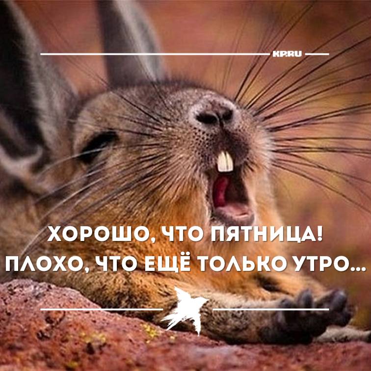 Доброе утро с пятницей открытки прикольное, картинки