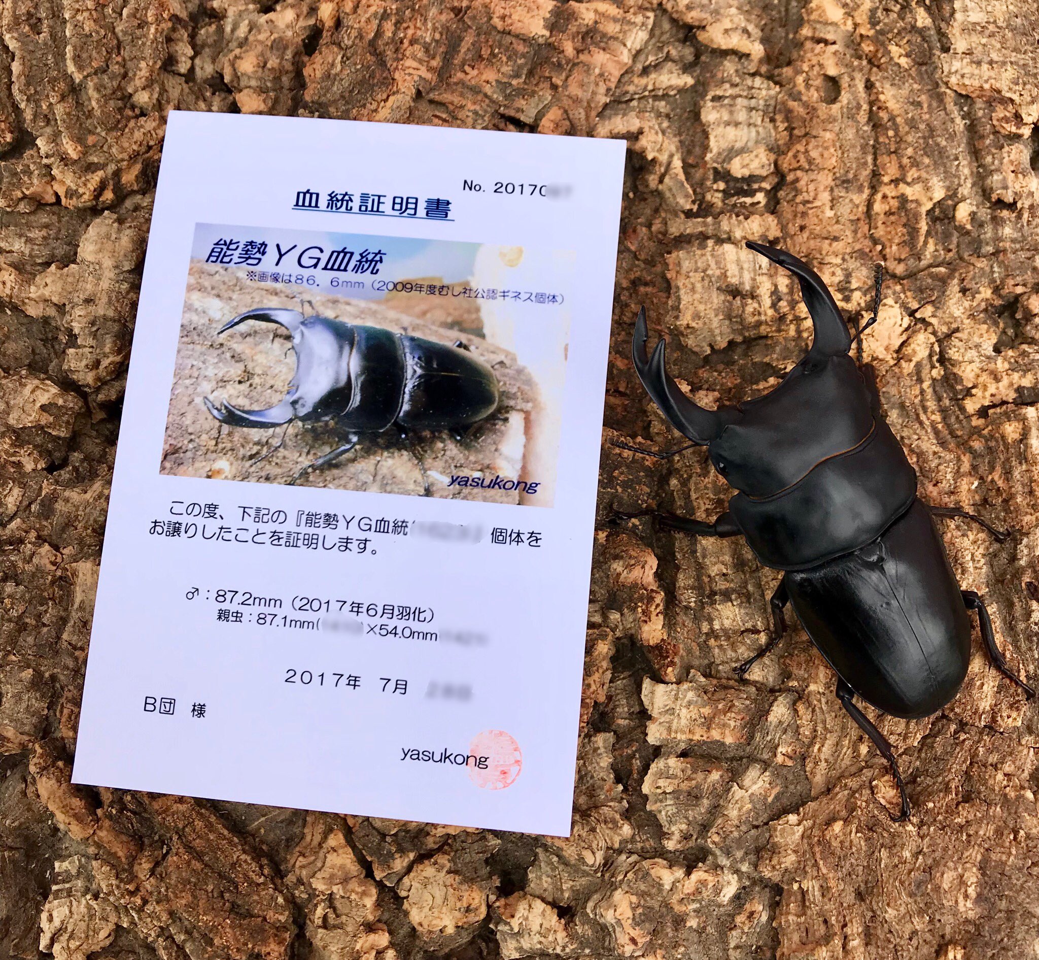 オオクワガタ 標本 死虫 能勢YG血統 脅威の88.8ミリ！ 大型 国産オオクワガタ 能勢YG血統 生存時83.6mm 標本/死虫 - メルカリ