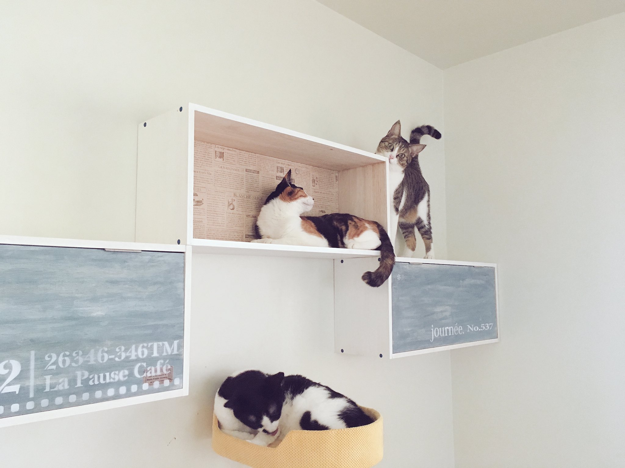 ｎｅｋｏｙａｍａ 先週大工さんが付けてくれた 猫が乗れる棚 に ようやく猫が乗るようになった かわいい T Co Kx77faii8b Twitter