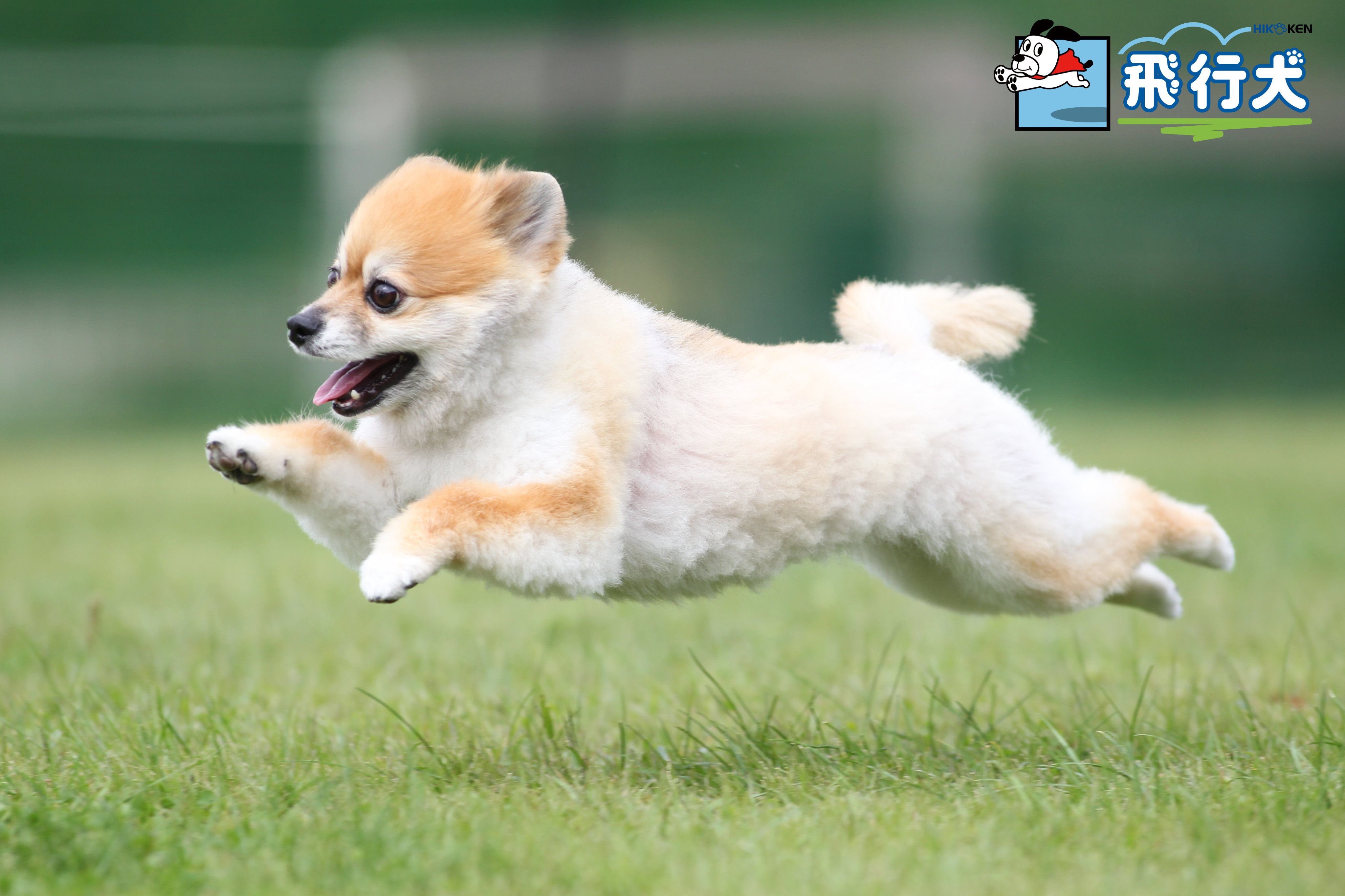 飛行犬 空飛ぶわんこphoto 今日の飛行犬は ポメラニアンのセラちゃん 見事な飛行犬 飛行犬 飛行犬撮影会 空飛ぶわんこ 空飛ぶ犬 Flyingdog T Co P33m3wuohi Twitter
