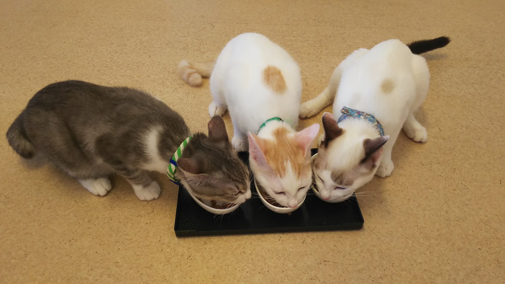 猫カフェバロン Twitter Search Twitter