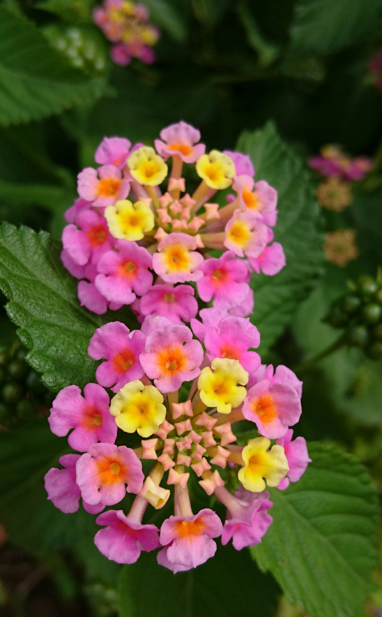順 庭先に咲く花 ピンク系とオレンジ系があって 一つ一つの花はマッチ棒の先位で小さくかわいいです その小さい花 が丸くまとまって黄色ピンクと咲きます きれいな花ですが 花言葉は心変わり ランタナの花 和名は七変化 T Co Djdmwvou1u