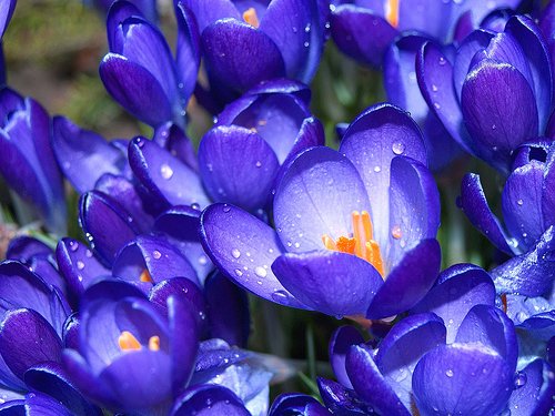 切ない花言葉 クロッカス ヨーロッパでは古くから春の訪れる告げる花と言われています 花言葉は 私を裏切らないで T Co Unkcnn4tko Twitter 切ない花言葉 クロッカス ヨーロッパでは古くから春の訪れる告げる花と言われています 花言葉は 私を裏切らないで T Co Unkcnn4tko Twitter