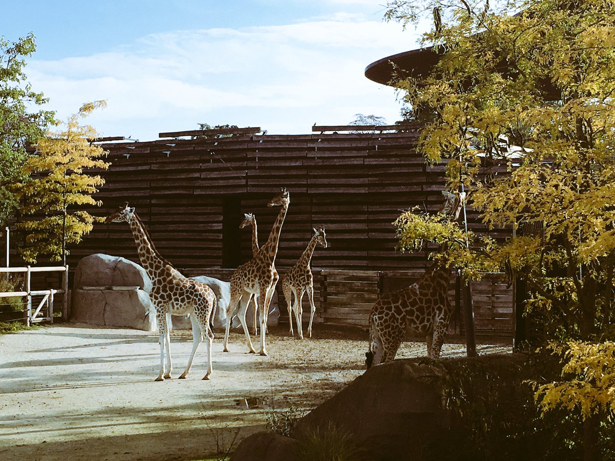 Tournage <a href="/Ushuaia_TV/">Ushuaïa TV</a> au <a href="/zoodeparis/">Parc zoologique de Paris</a> avec <a href="/AdelinelaGirafe/">Adeline la Girafe</a> et ses copines