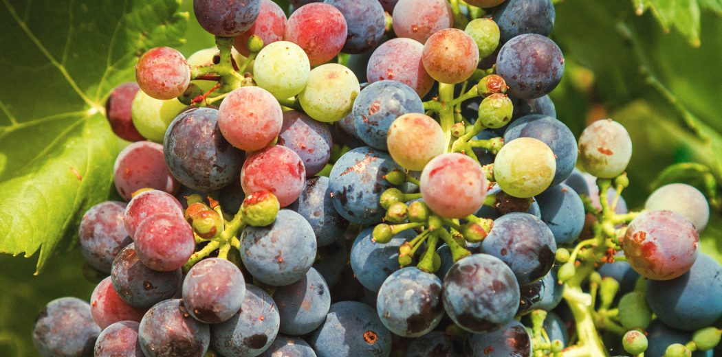 wineworldnews's tweet photo. #KNOWLEDGE What is Veraison? #wine #Grape #winelovers @winewankers @winewankers @amylieberfarb @cheers2winecom @MacCocktail @DemiCassiani https://t.co/PQ4O6aWPg5